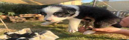 Border Collie cani in vendita: Cuccioli di Border collie - Annuncio 5