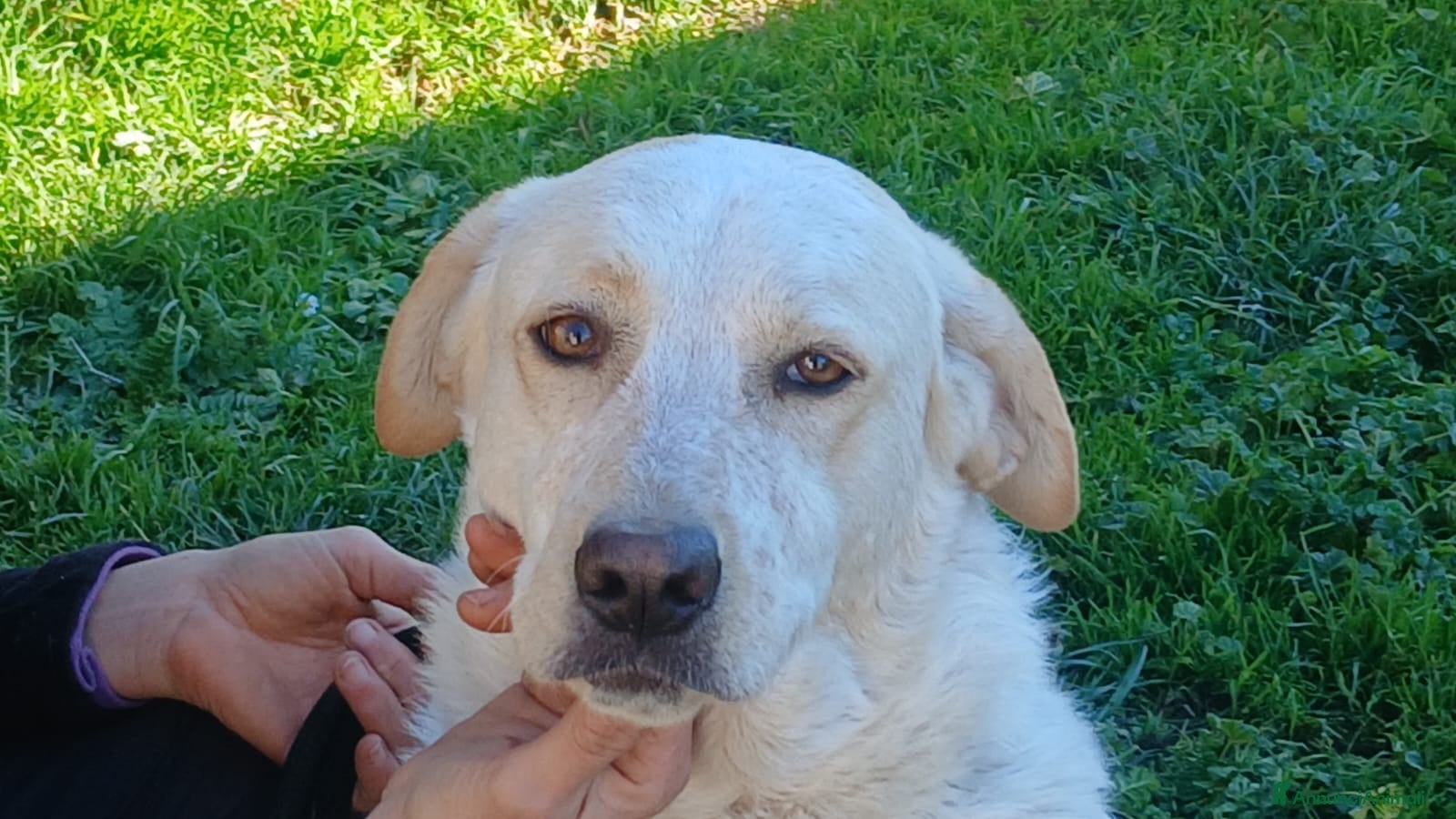 Meticcio cani PAOLA SOTTRATTA AD UN TRISTE DESTINO CERCA AMORE - Annuncio 1