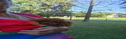 Barboncino Toy cani in vendita: Barboncino asiatico  - Annuncio 5