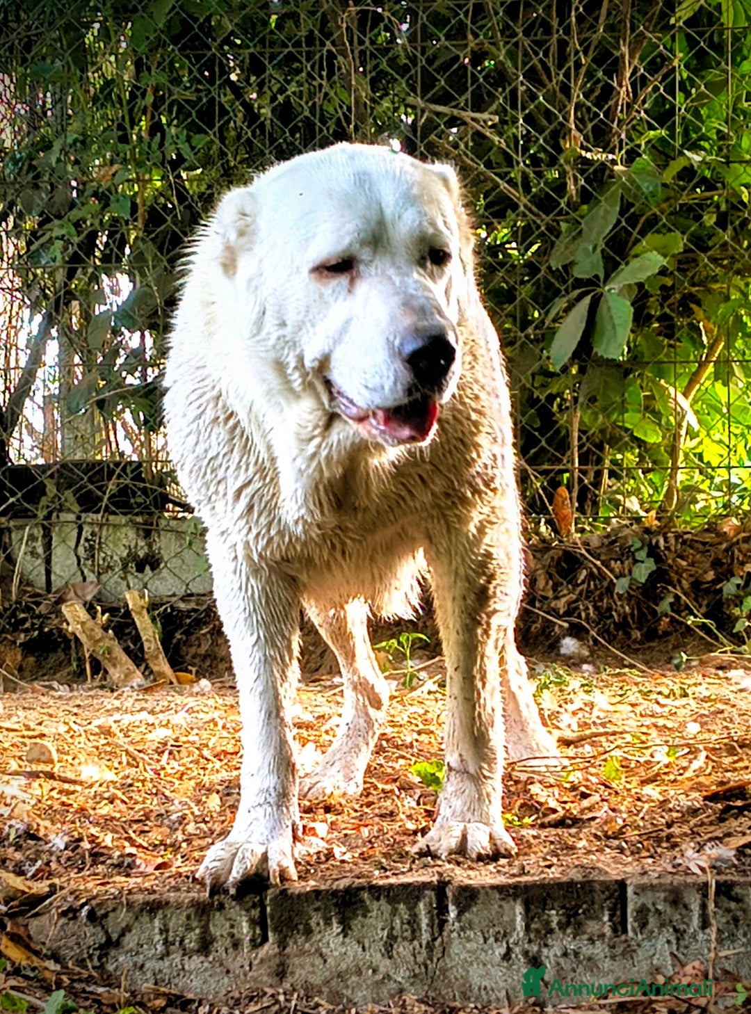 Pastore Asia Centrale cani in vendita: Cuccioli di pastore dell'Asia centrale Alabai - Annuncio 6