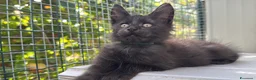Maine Coon gatti in vendita: Cucciolo di maine coon manto nero (Daiquiri) - Annuncio 6