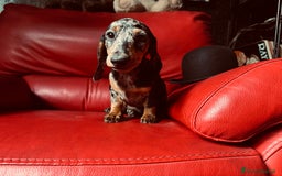 Bassotto cani in vendita: femina arlechino silver pedigree enci a Provincia di Asti - Immagine 4