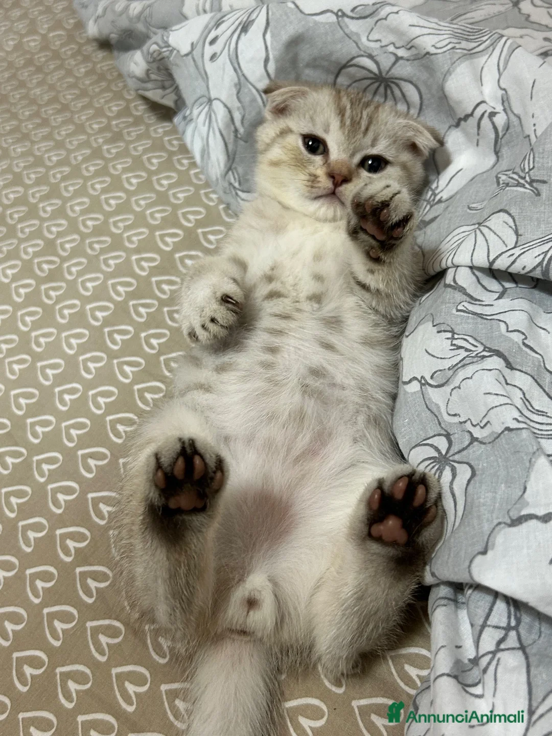 Scottish gatti in vendita: Scottish Fold - Annuncio 2
