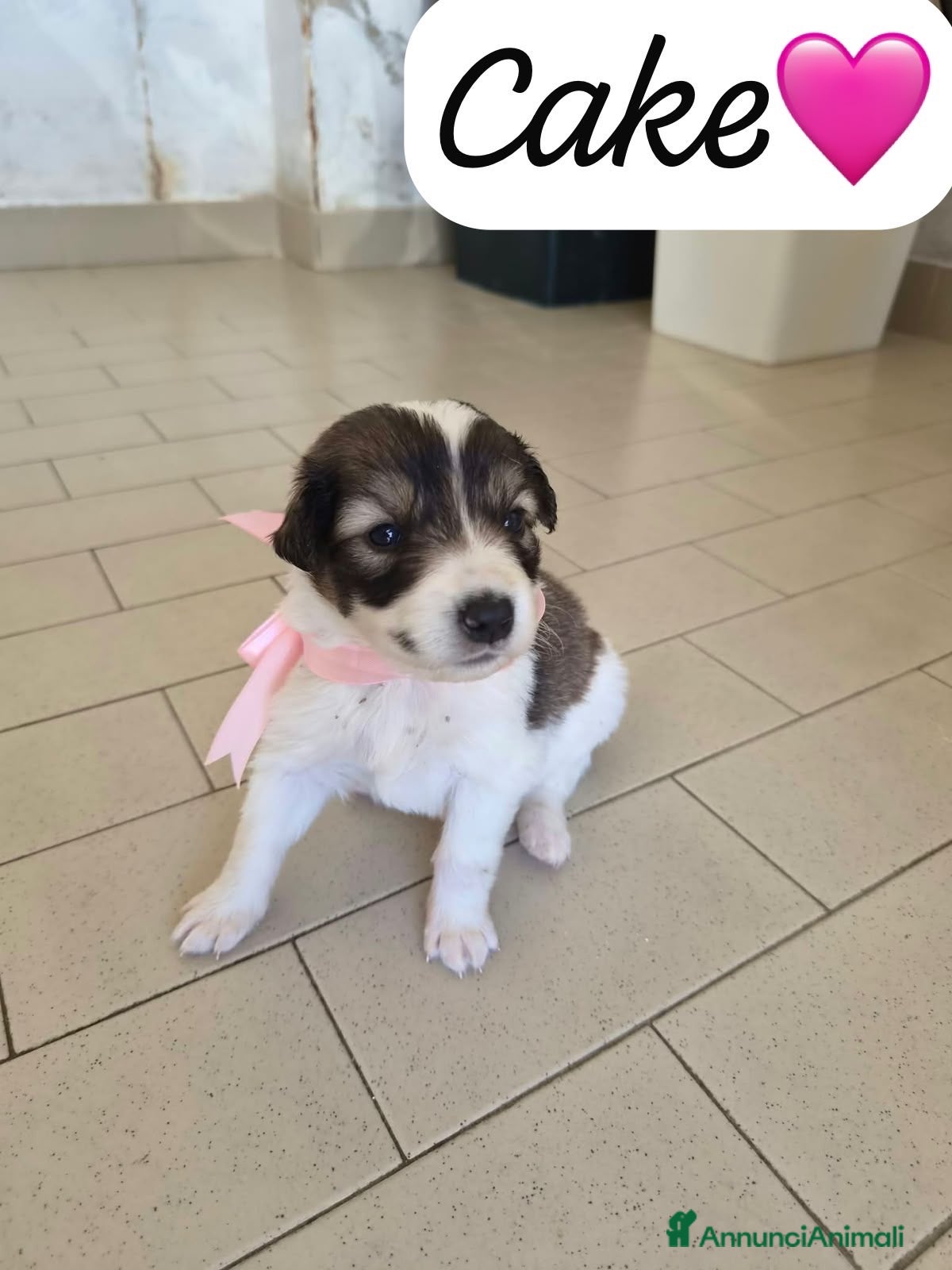 Meticcio cani Cake dolce cucciola simil pastore australiano  - Annuncio 39