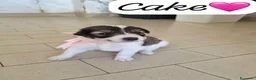 Meticcio cani in regalo: Cake dolce cucciola simil pastore australiano  - Annuncio 1