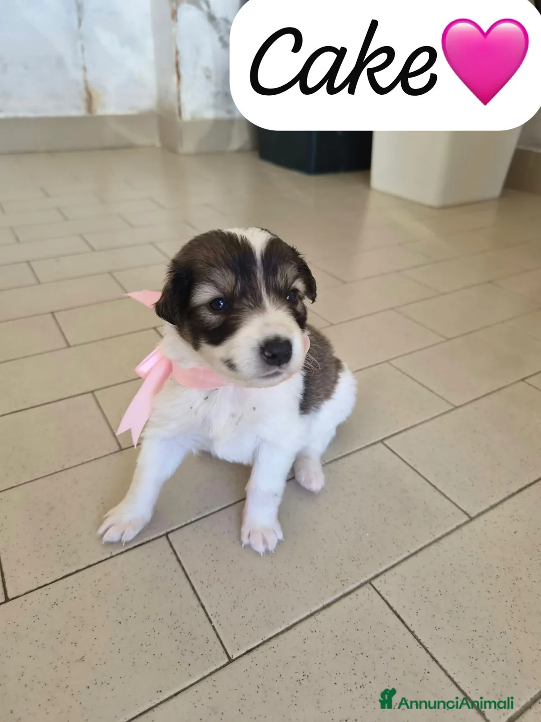 Meticcio cani in regalo: Cake dolce cucciola simil pastore australiano  - Annuncio 1