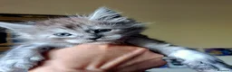 Maine Coon gatti in vendita: SPLENDIDA CUCCIOLATA  - Annuncio 3