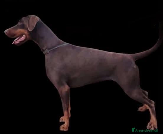 Dobermann cani Dobermann cuccioli  - Annuncio 4