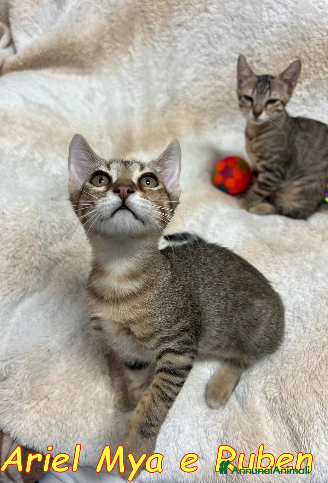 Europeo gatti in regalo: TRE GATTINI DOLCISSIMI CERCANO CASA - Annuncio 6