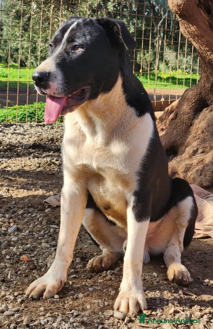 Meticcio cani Drago e Lara mix Pitbull 9mesi COSENZA SOS CASA - Annuncio 26