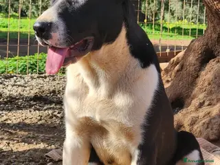 Meticcio cani Drago e Lara mix Pitbull 9mesi COSENZA SOS CASA - Annuncio 26