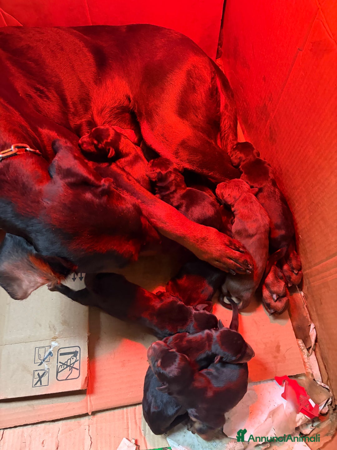 Dobermann cani in vendita: Cuccioli di dobermann - Annuncio 1