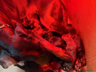 Dobermann cani Cuccioli di dobermann - Annuncio 2