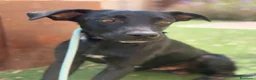 Meticcio cani in regalo: Mix Labrador nero 8mesi tg media SOS SICILIA - Annuncio 4