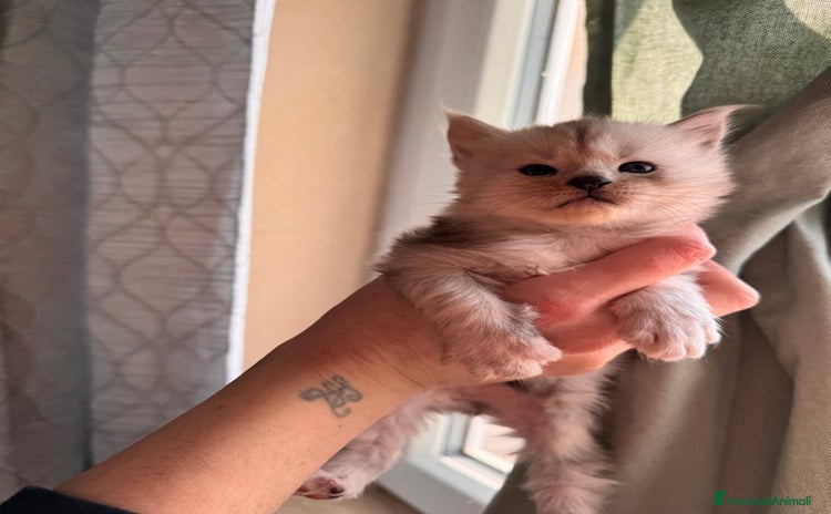 Maine Coon gatti Maine Coon - Pedigree Afsi  - Annuncio 1