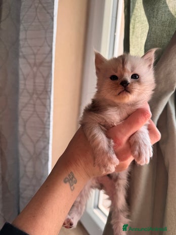 Maine Coon gatti Maine Coon - Pedigree Afsi - Annuncio 1