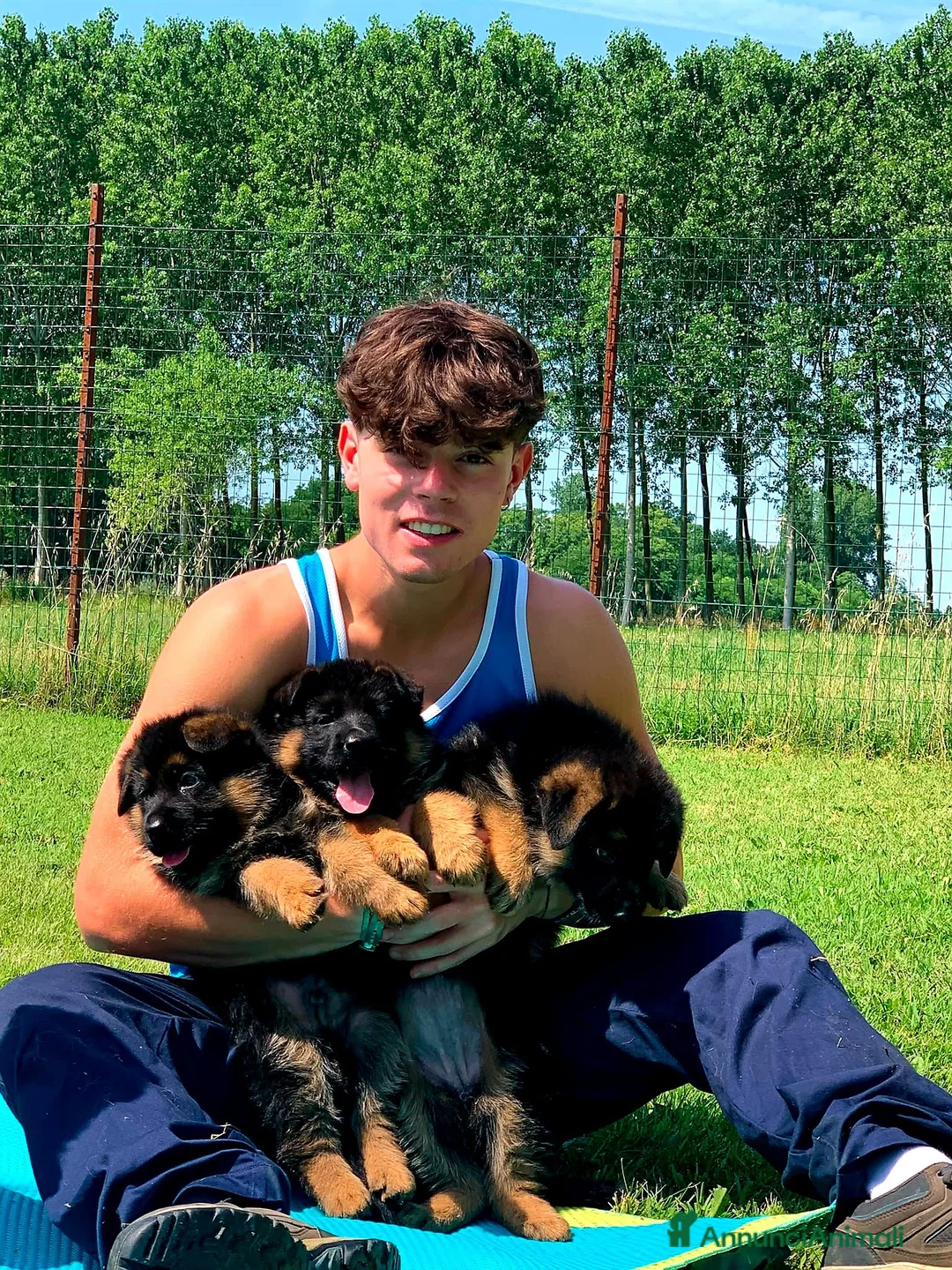 Pastore Tedesco cani in vendita: cuccioli - Annuncio 1