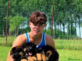 Pastore Tedesco cani cuccioli - Annuncio 4