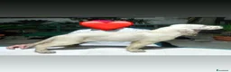Setter Inglese cani in vendita: Cedo alcuni cuccioli Setter Inglese - Annuncio 7