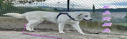 Pastore Abbruzzese Maremmano cani in regalo: KARMA bellissima e giovane  a Provincia di Lucca - Annuncio 3