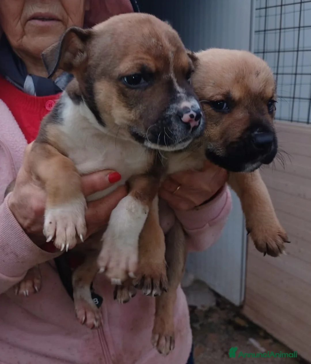 Meticcio cani in regalo: ADOTTACI - Annuncio 10