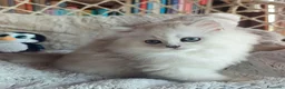 Persiano gatti in vendita: Gatti persiani a Provincia di Padova - Annuncio 3