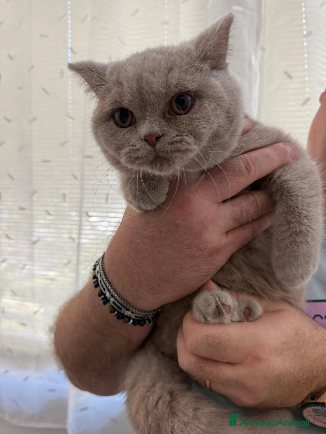 British gatti in vendita: MAGNIFICI CUCCIOLI BRITISH BLU-LILAC-LILAC TORTIE  - Annuncio 6