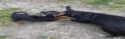 Pinscher Miniatura cani in vendita: Cucciola di Zwergpinscher , Pincher  - Annuncio 3