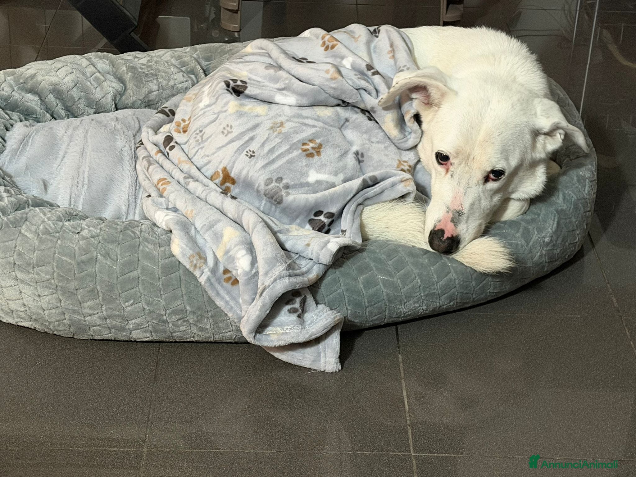 Meticcio cani CAGNOLINO ANZIANO - Annuncio 1