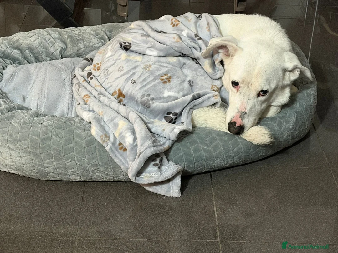 Meticcio cani in regalo: CAGNOLINO ANZIANO a Provincia di Piacenza - Annuncio 1