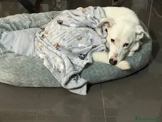 Meticcio cani CAGNOLINO ANZIANO - Annuncio 1