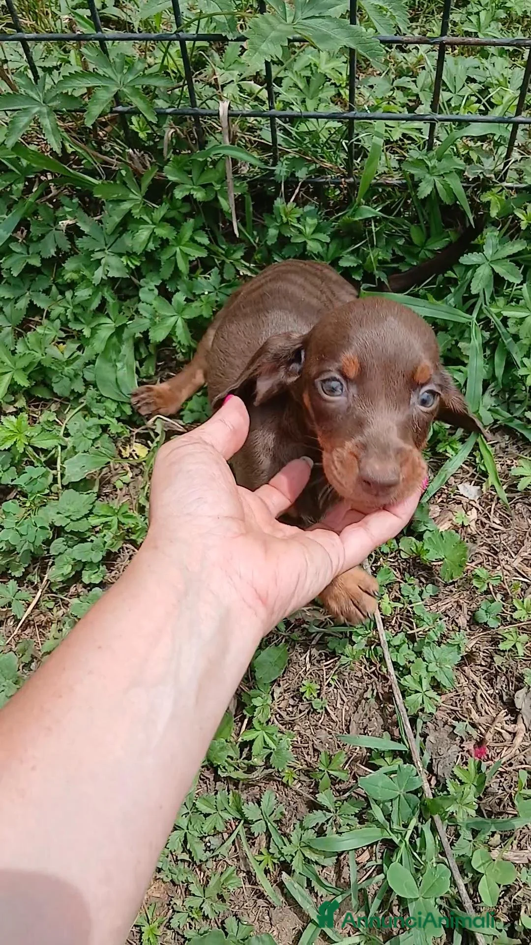 Bassotto cani in vendita: Bassotto  - Annuncio 12