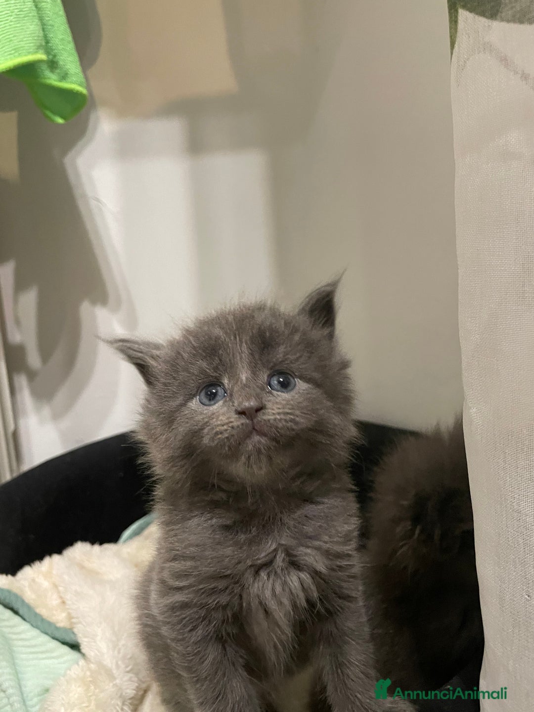 Maine Coon gatti in vendita: Mainecoon - Annuncio 22