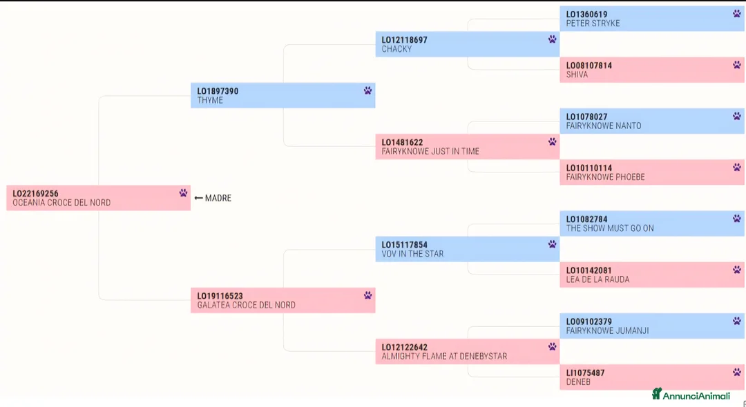 Border Collie cani in vendita: CUCCIOLI BORDER COLLIE - Annuncio 4