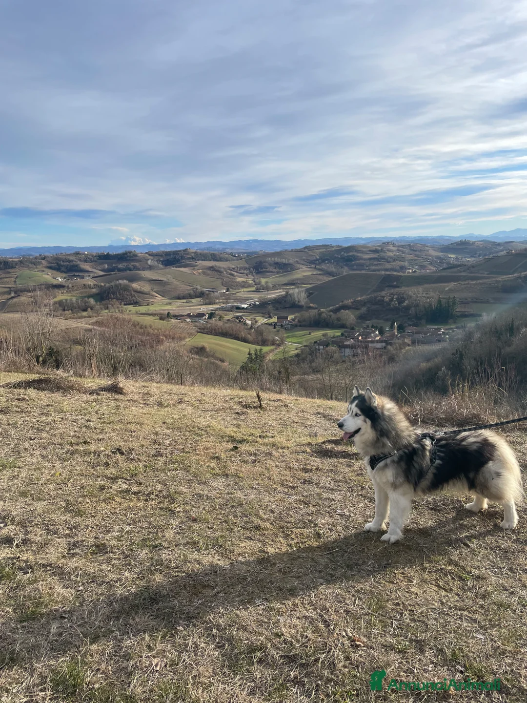 Husky cani per accoppiamento: Husky per accoppiamento a Provincia di Asti - Annuncio 2