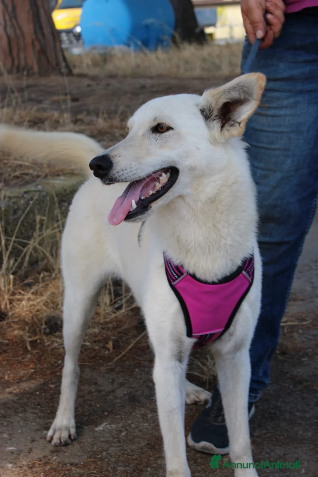 Meticcio cani in regalo: ERIS 🩷 impossibile non sorriderle a Provincia di Reggio Emilia - Annuncio 2