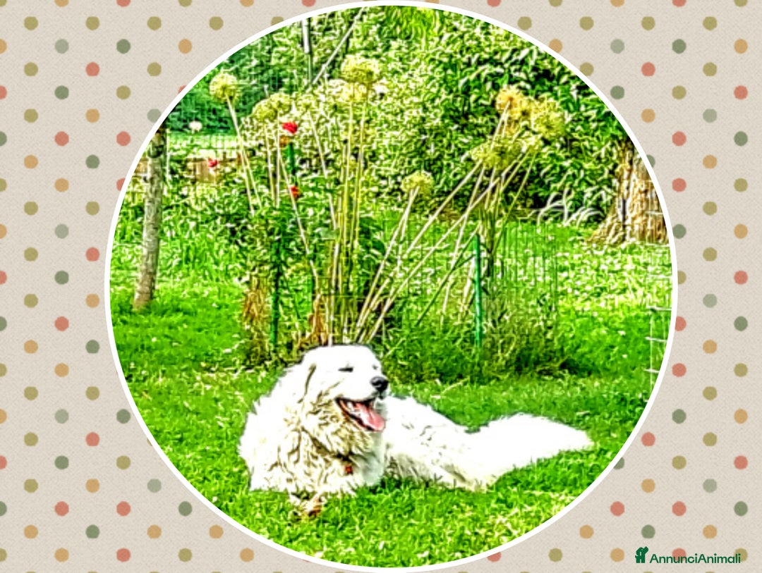 Pastore Maremmano cani in vendita: Cuccioli Pastore Abruzzese Aborigeno  - Annuncio 5