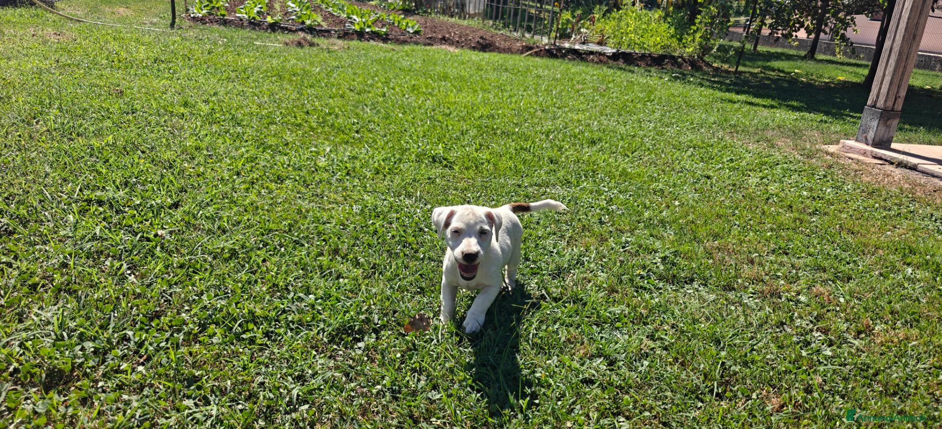 Jack Russell cani Jack Russell terrier - Annuncio 3