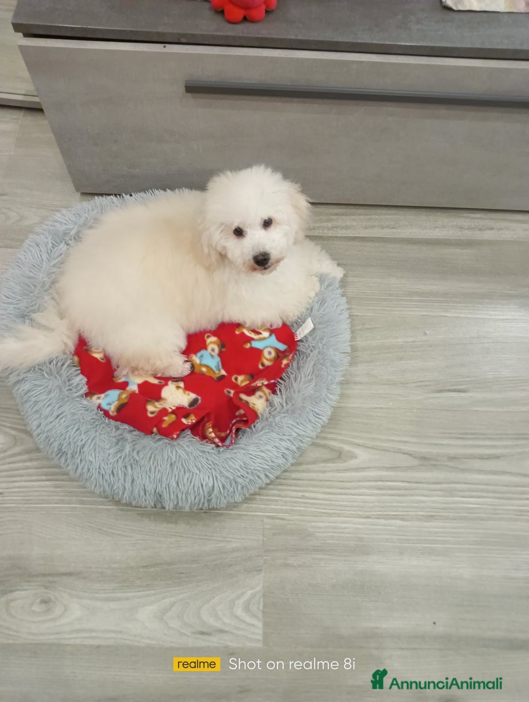 Meticcio cani in vendita: Maltipoo maschio  - Annuncio 6