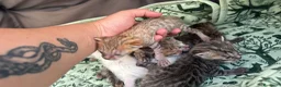 Meticcio gatti in vendita: Gattini Millefiori mix Bengal  - Annuncio 19
