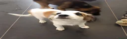 Meticcio cani in regalo: ORO 💙 SÌ, STO ASPETTANDO PROPRIO TE - Annuncio 3