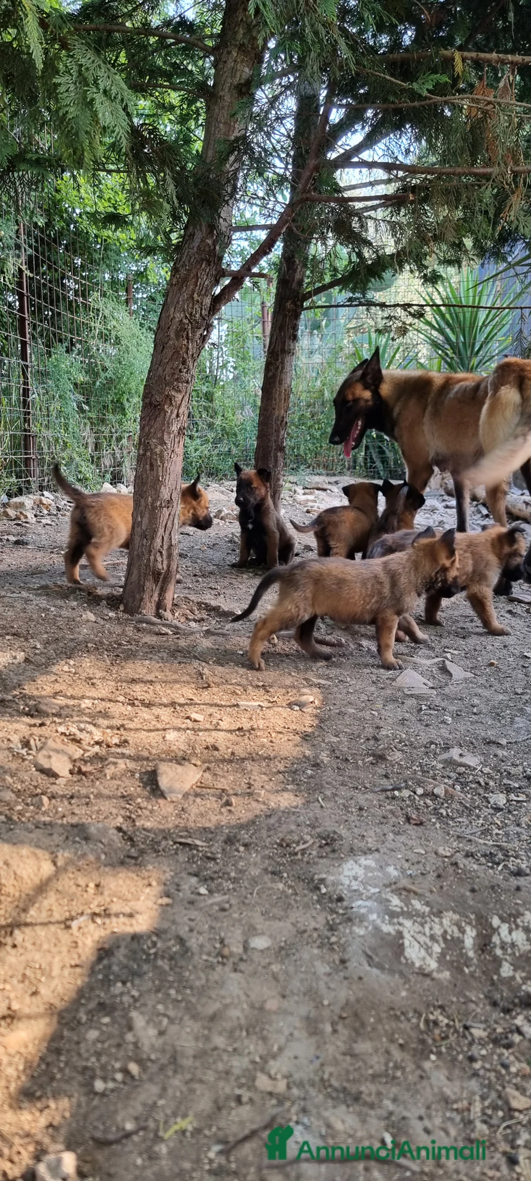 Pastore Belga cani in vendita: Cuccioli Pastore Belga Malinois in Puglia  - Annuncio 1
