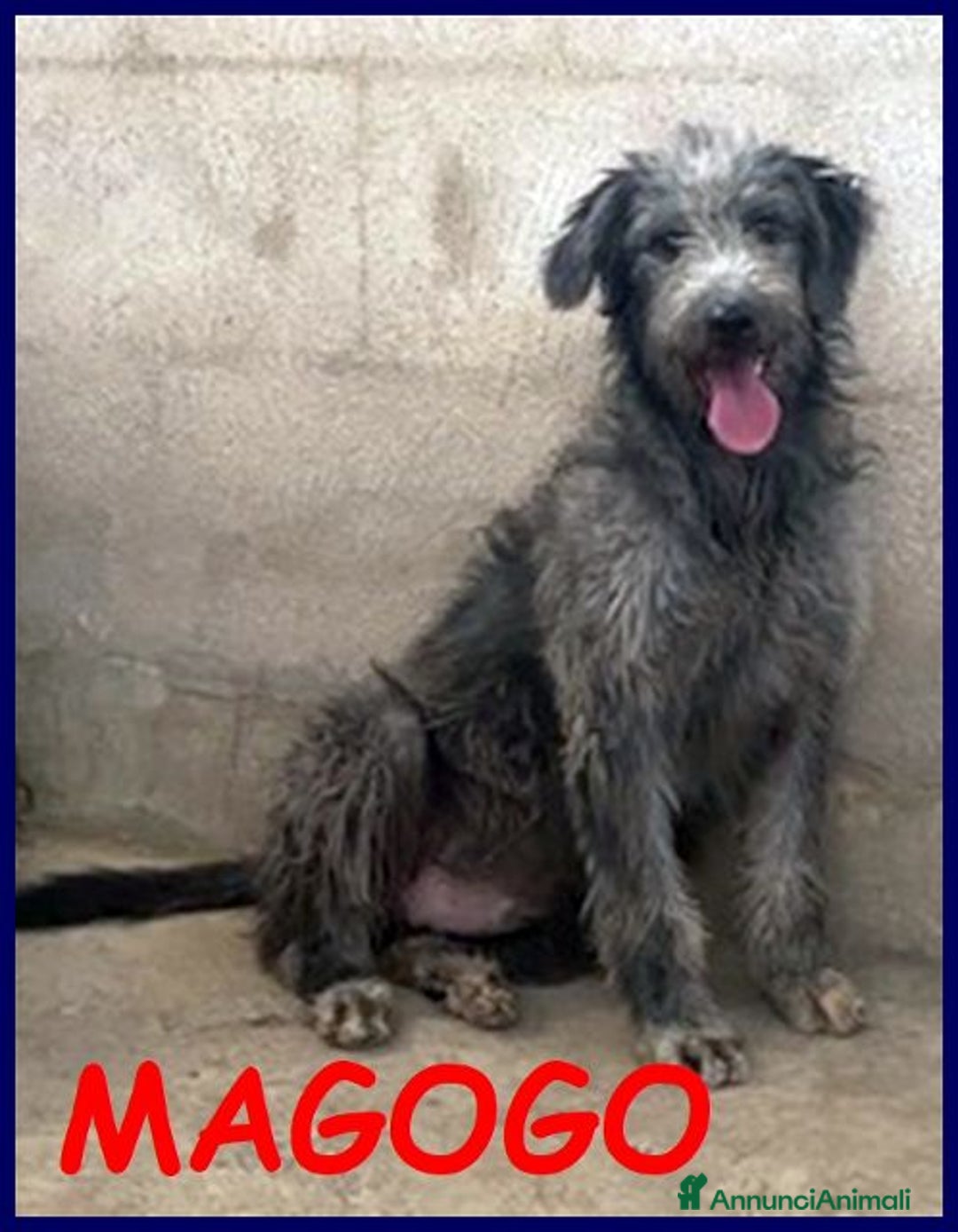 Meticcio cani in regalo: MAGOGO giovane in cerca di casa - Annuncio 1