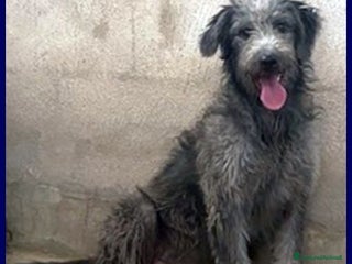 Meticcio cani MAGOGO giovane in cerca di casa - Annuncio 22