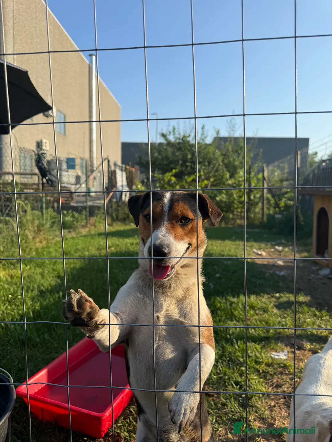 Jack Russell cani in vendita: Jack rusell - Annuncio 2