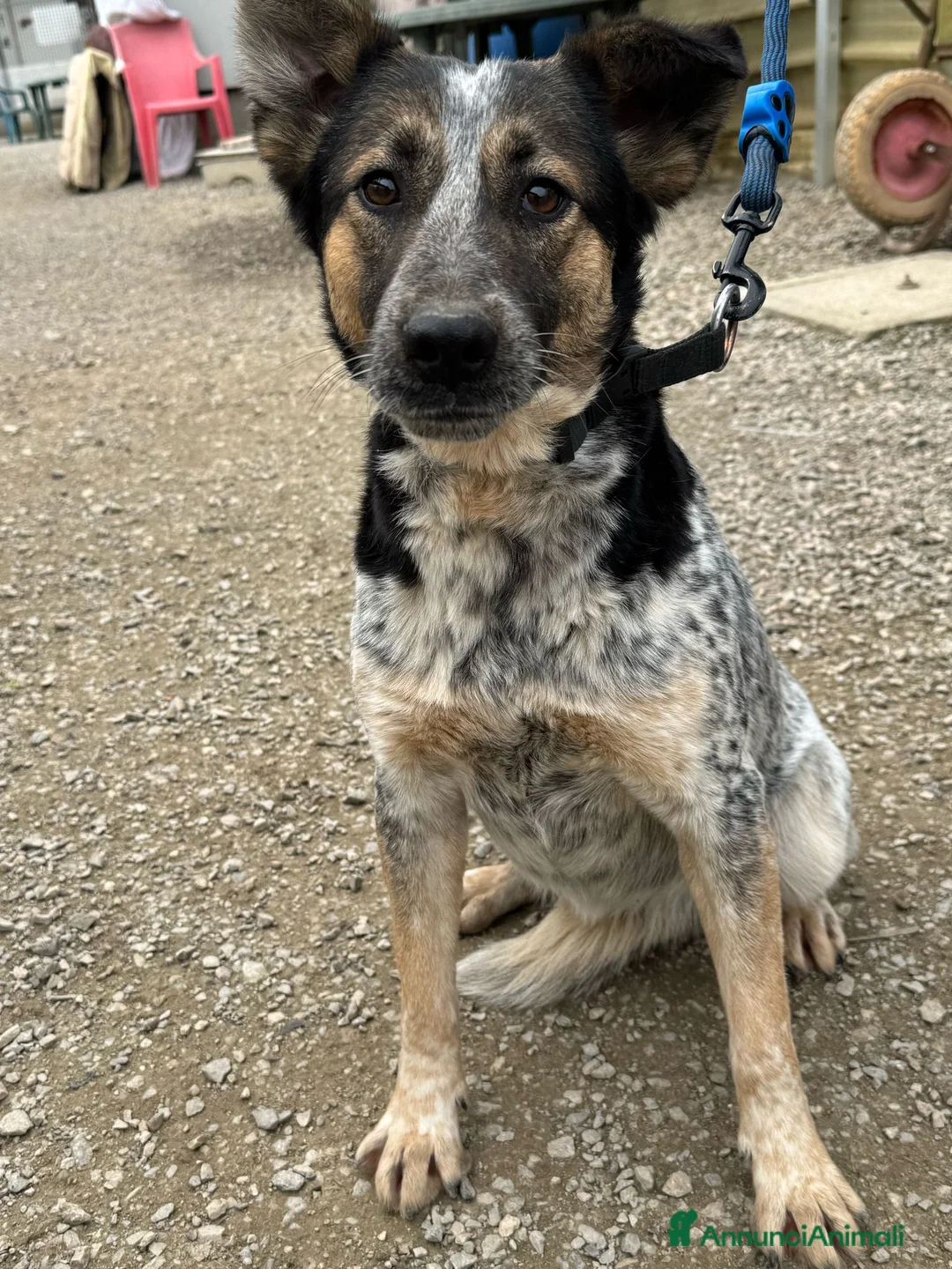 Meticcio cani in regalo: Splendida meticcia - DIVY a Città metropolitana di Milano - Annuncio 1