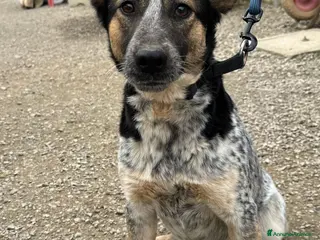 Meticcio cani Splendida meticcia - DIVY a Città metropolitana di Milano - Annuncio 8