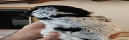 Cocker cani in vendita: Cuccioli Cocker spaniel inglese Blu roano  - Annuncio 4