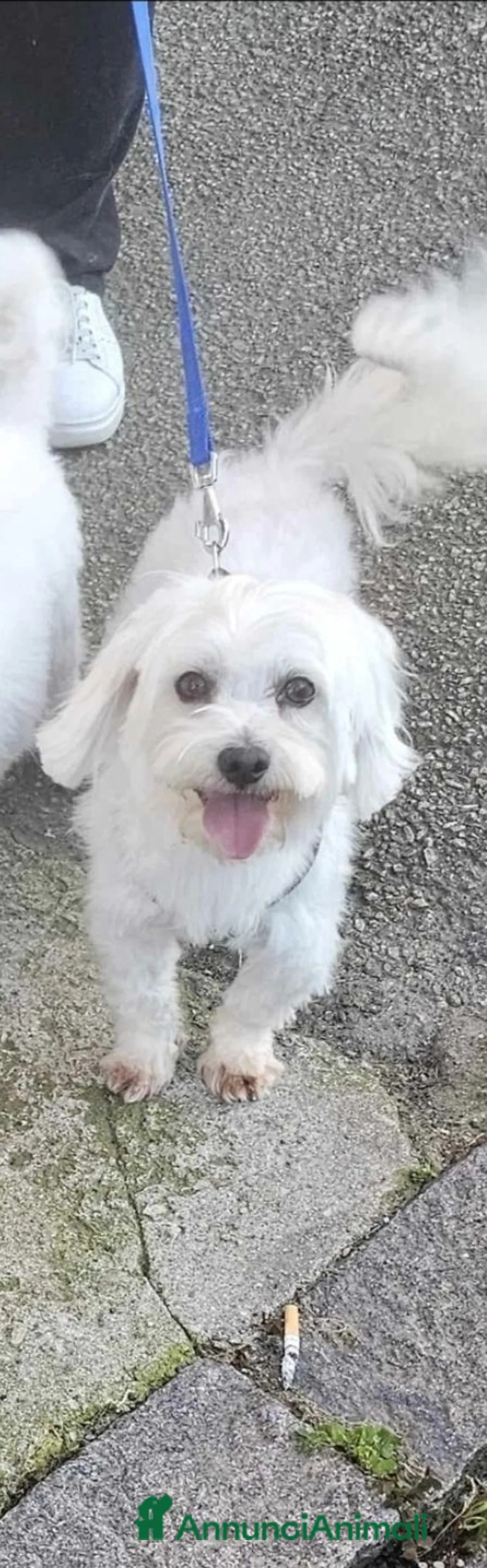 Maltese cani in vendita: Maltese  - Annuncio 3