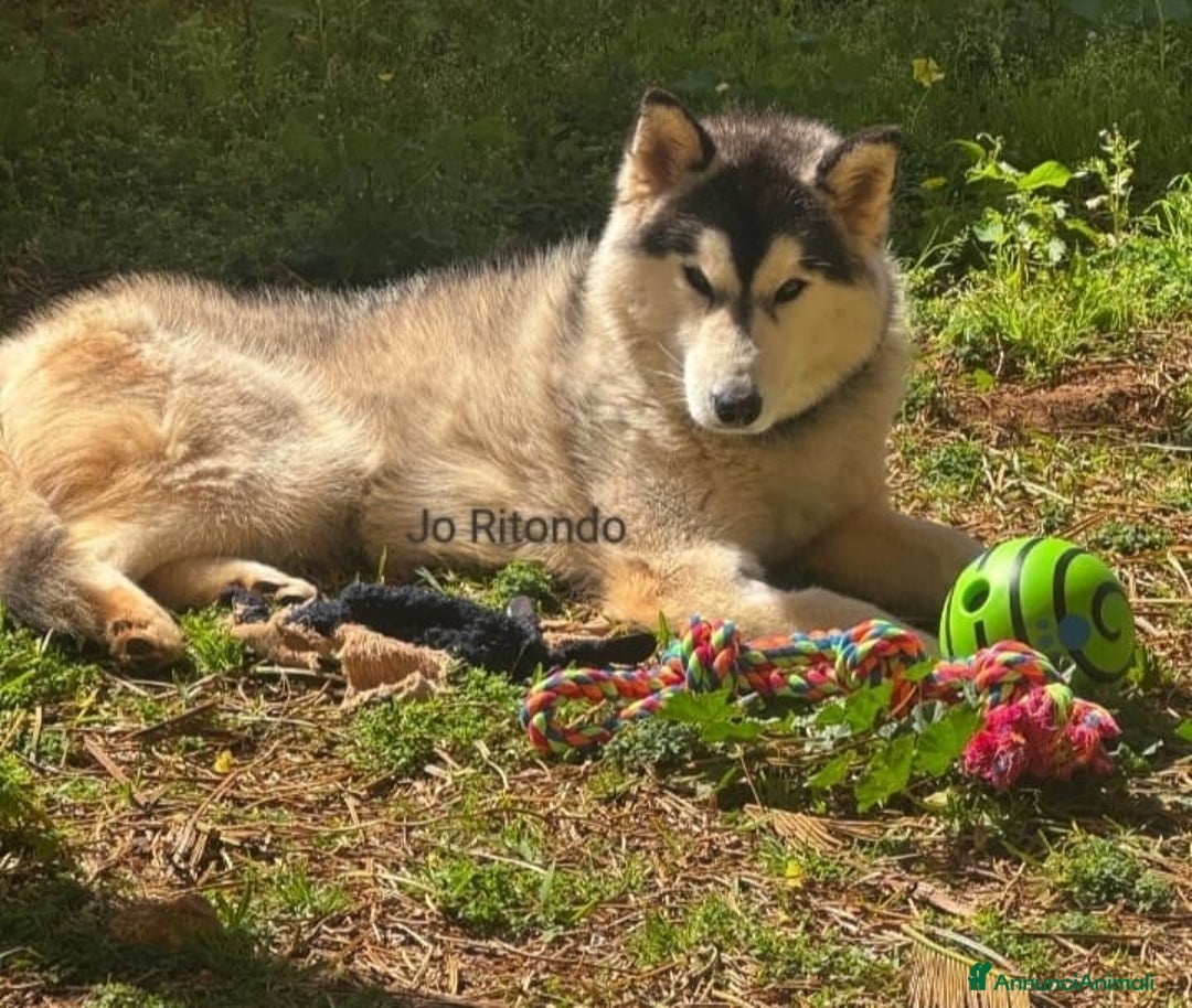 Husky cani in regalo: CLOUD HUSKY CERCA CASA URGENTE - Annuncio 3